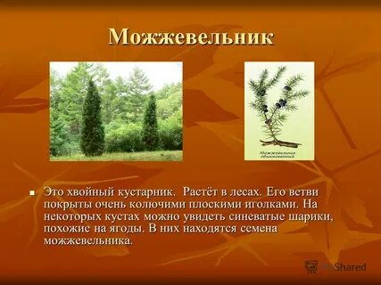 В еловых лесах произрастают