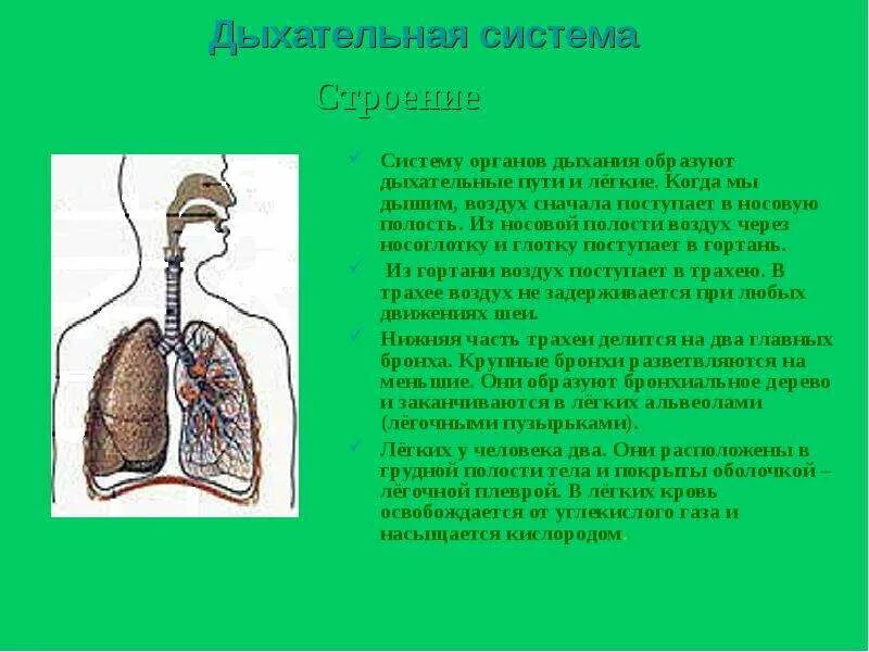 Система органов дыхания человека 3 класс окружающий мир. Дыхательная система 4 класс. Дыхательная система доклад. Сообщение на тему органы дыхания.