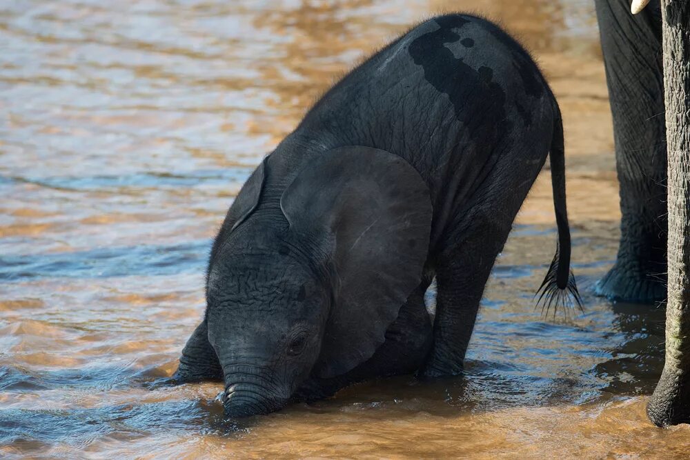 Слон пьющий воду. Слоны пьют. Слон пьет воду. Слон пьет.