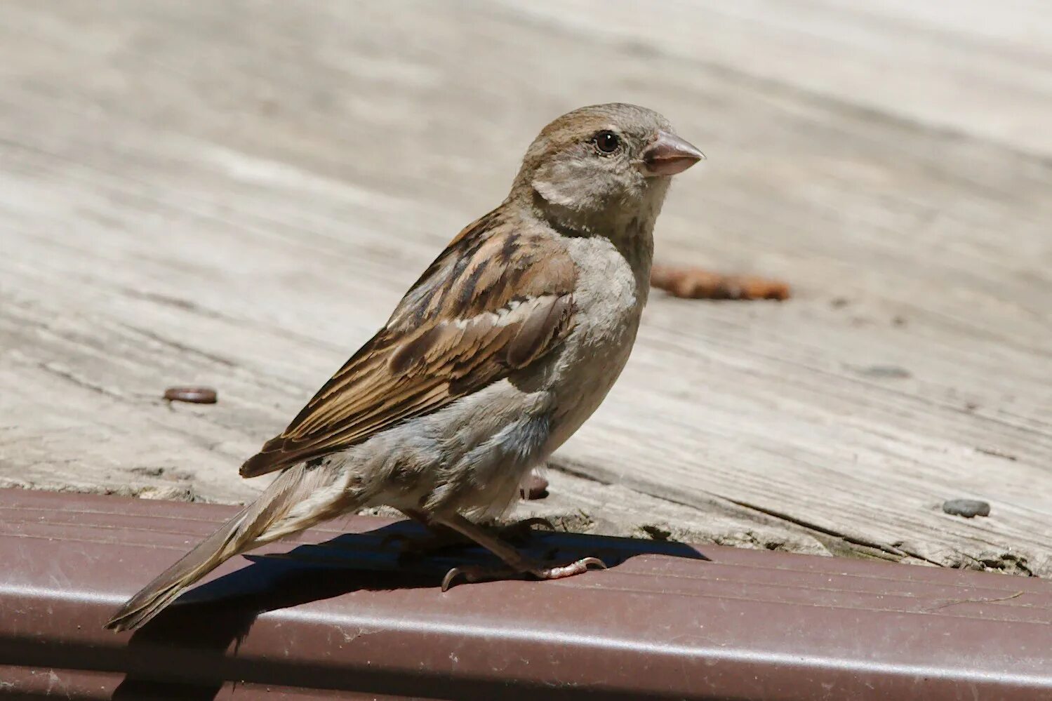 Воробьями дань. Воробей клюет. Домовой воробей птенец. Воробей домовый passer domesticus. Воробей домовый воробей домовый воробей воробей.