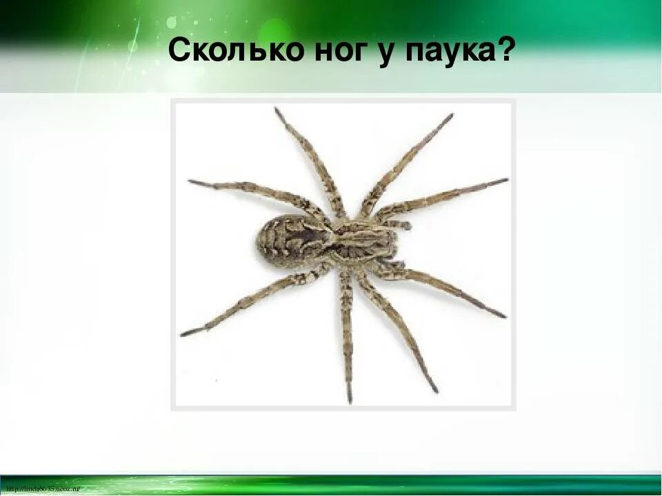 Сколько лапки. Сколько ног у паука. сколько лап у паука. паук 8 ног. у пауков 8 ног.