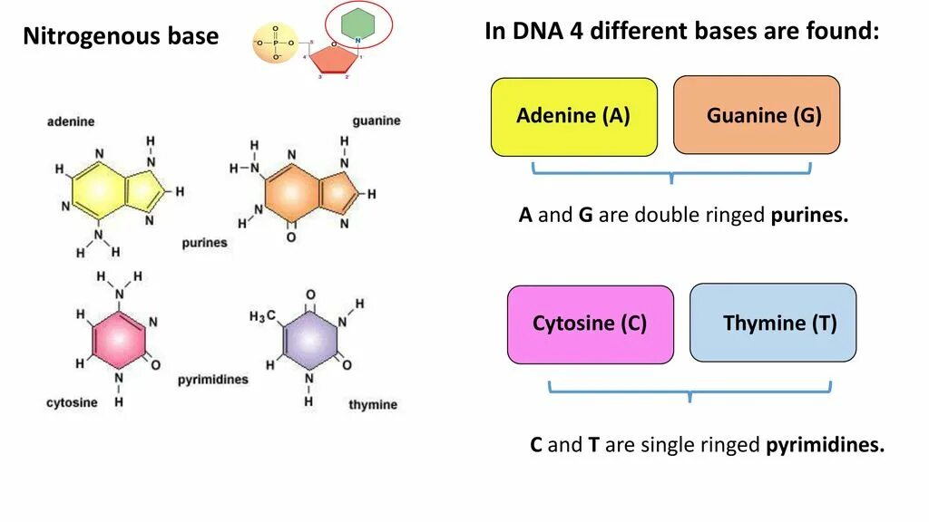 Nitrogenous tankage. Write the structures of purine and its derivative nitrogenous Bases.. DNA complementary. Ademine-thymine hydrogen Bonds.