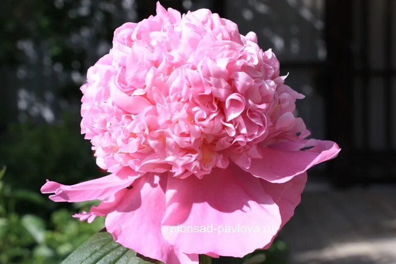 пион франсуа ортега. пион фестива максима розовый. пион майя плисецкая. пион я видел будущее с кровожадным эрцгерцогом. пион каррара.