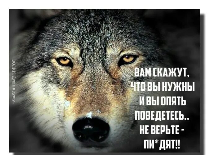 Волк цитаты со смыслом. Волк одиночка цитаты. Цитаты волка. Волк со смыслом для мужчин. Волки цитаты в картинках.