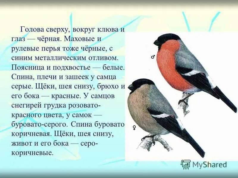 Сообщение о птице 2 класс. Снегирь для детей. Описание снегиря. Доклад про снегиря. Снегирь птица описание для детей.