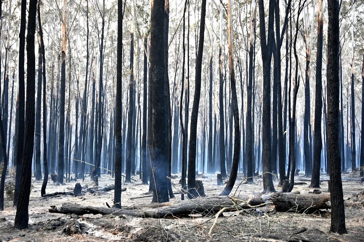 Природа гибнет. Лес после пожара. Деревья после пожара. Лес в пепле. Эвкалипт после пожара.