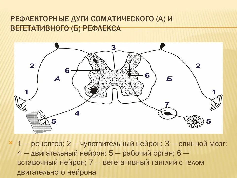 Рефлекторная дуга соматического рефлекса. Строение рефлекторной дуги соматического и вегетативного рефлекса. Рефлекторная дуга спинального рефлекса. Схема рефлекторной дуги соматического рефлекса. Участки рефлекторной дуги