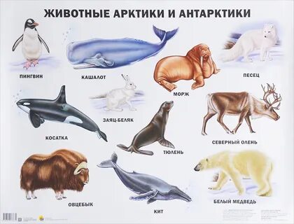 Какое животное не обитает в арктике
