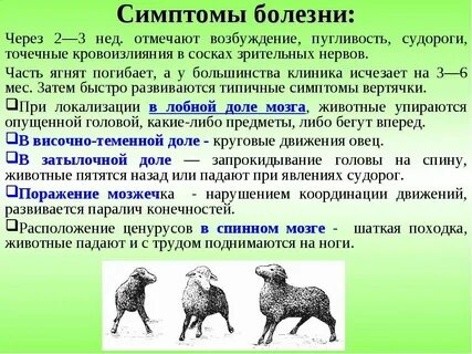 Ягненок дрожал мелкой дрожью