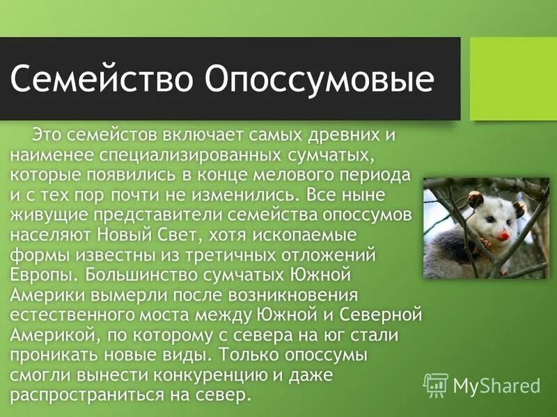 Особенности сумчатых млекопитающих. Сумчатые млекопитающие презентация. Отряд сумчатые презентация. Семейства отряда сумчатые. Сумчатые представители.