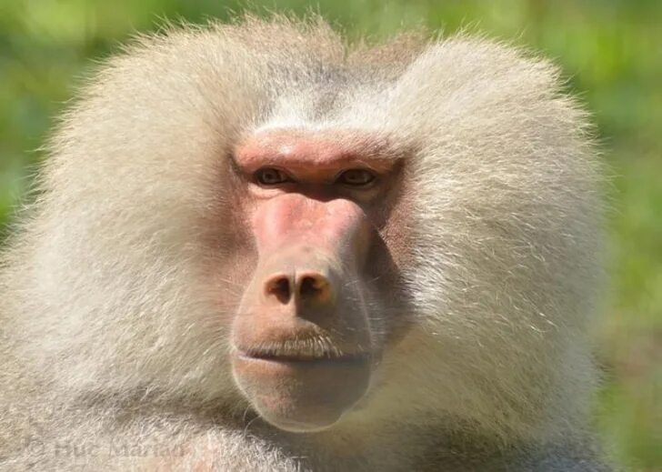 Павиан дрил. Синеносая обезьяна. Лесула гелада. Павиан мандрил. Грин бабуин.