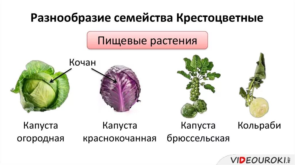 Крестоцветного растения капусты огородной. Семейство крестоцветные капуста кольраби. Капуста растение семейства крестоцветных. Крестоцветные капустные представители. Плод крестоцветного растения капусты.