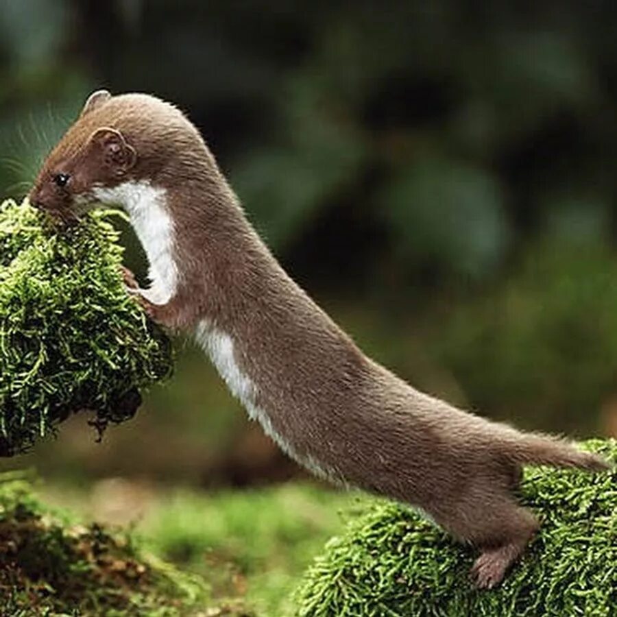 Ласка норка хорёк горностай. Ласки животные. Солонгой животное. Солонгой дальневосточная популяция. Ласка обыкновенная (mustela nivalis).