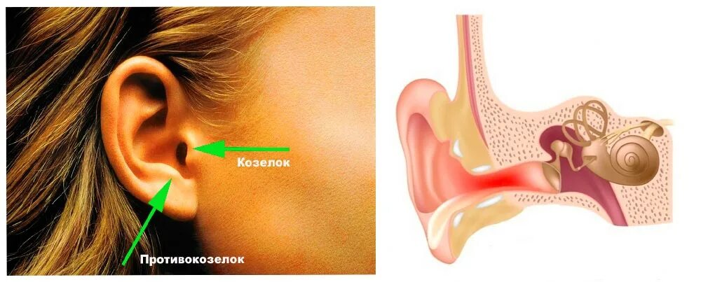 Ear Anatomy PNG Images (Transparent HD Photo Clipart)