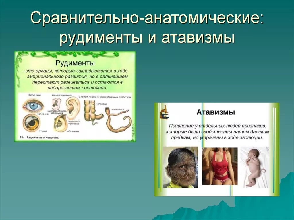 Функции атавизмов и рудиментов. Функции атавизмов и рудиментов