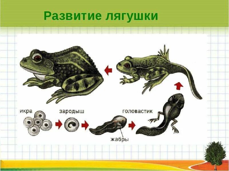 Размножение животных 2 класс окружающий
