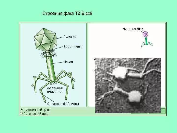 Как работают бактериофаги