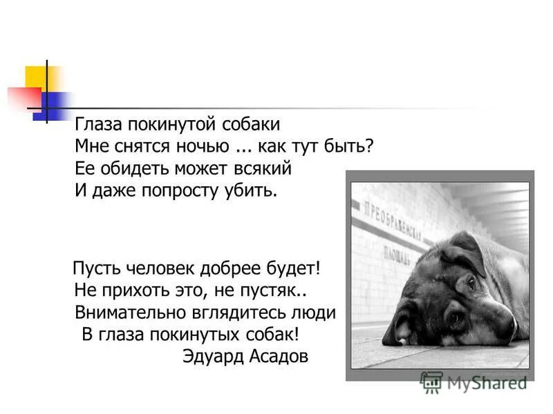 Глаза покинутой собаки. Асадов глаза покинутой собаки. Стих о покинутой собаке. Асадов э. глаза покинутой собаки.