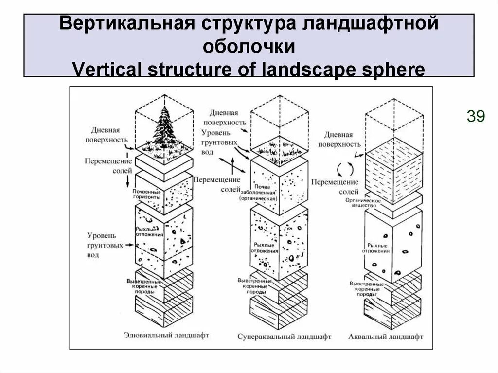 Горизонтальная и вертикальная структура ландшафта. Вертикальное строение ландшафта. Вертикальное (ярусное) строение ландшафта. Горизонтальное строение ландшафта. Примеры вертикальной структуры