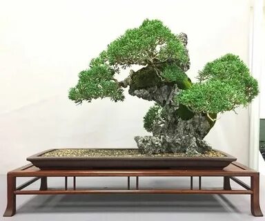 Rocking plants