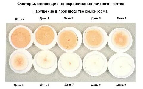 Сколько давать желтка