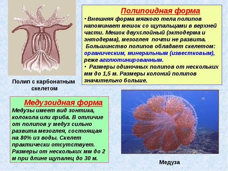 Тип Кишечнополостные полипы. Коралловые полипы Стрекающие. Медузы коралловые полипы таблица. Кишечнополостные полипы и медузы.