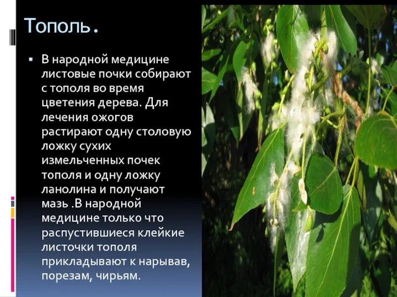 Тополь бальзамический почки. Смородиновые почки. Проявления ацидоза. Почки пахнут. Здоровая и больная почка.