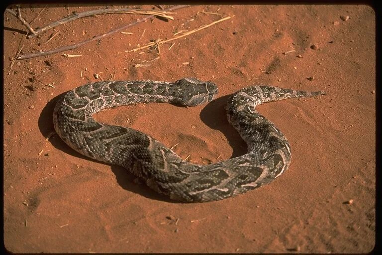 Strange body shape': China customs makes reptile round-up after finding 5 live s