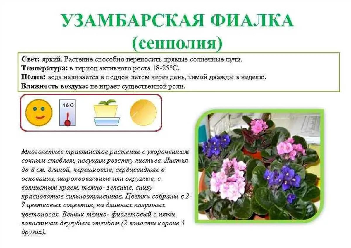 Фиалки обозначение. Сенполия узамбарская фиалка в природе.