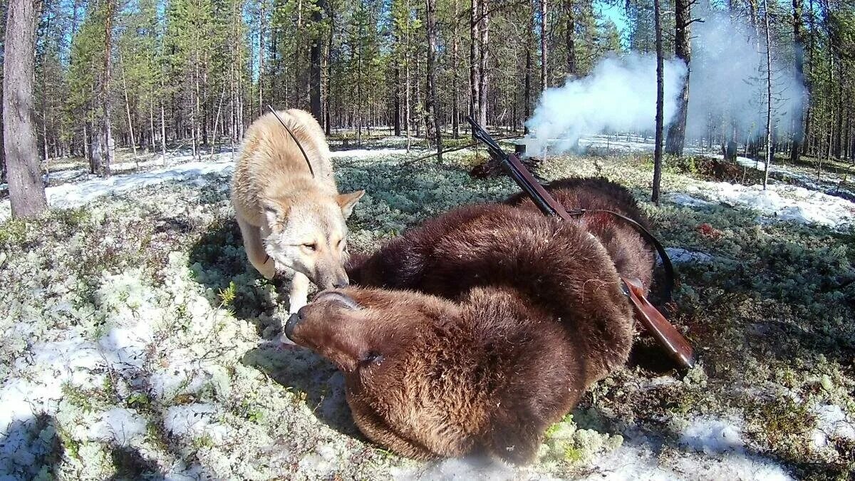 Охота с лайкой на медведя Сибирский охотник. Медведь охотится.