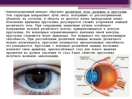 Какова функция хрусталика глаза