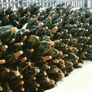Живой оптом