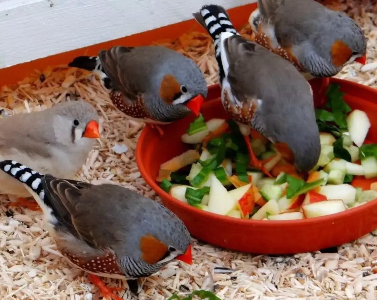Какую птицу можно приготовить