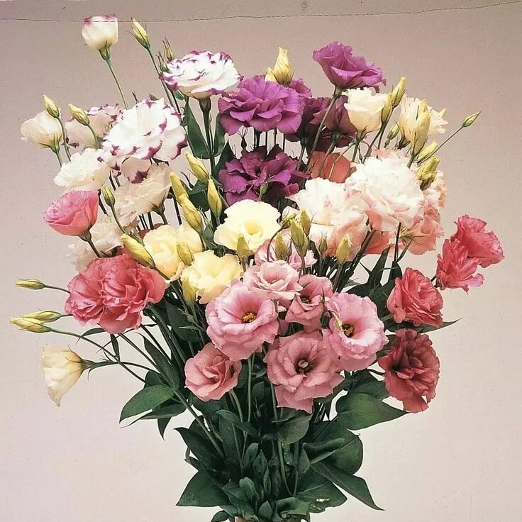 i?id=ba063ab3aac52bce9efe4ce250a0832b_l-5284840-images-thumbs&n=13