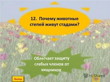Почему степи зеленеют лишь ранней весной