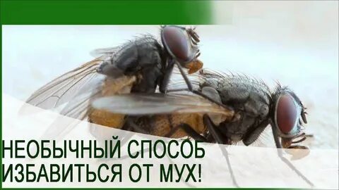 Как вывести мух