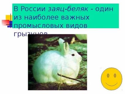 Систематическое положение зайца