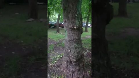 Невидимое дерево