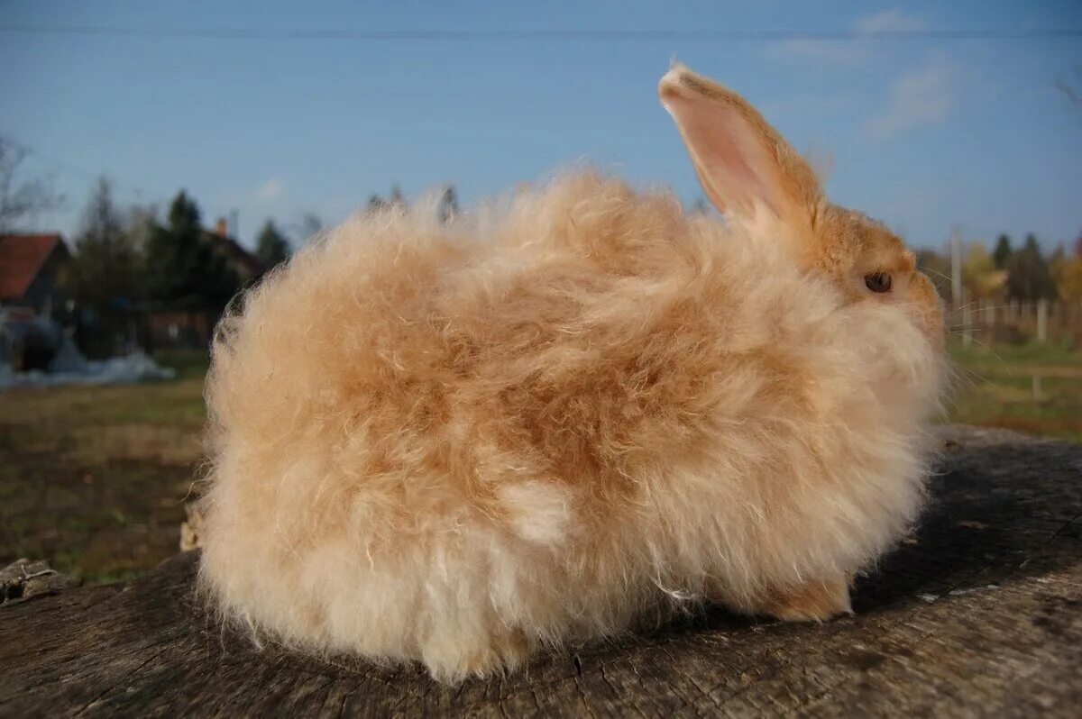 Ангорский пуховый кролик. Кролики ангорские пуховые. Французский ангорский кролик. Ангорская пуховая порода кроликов.
