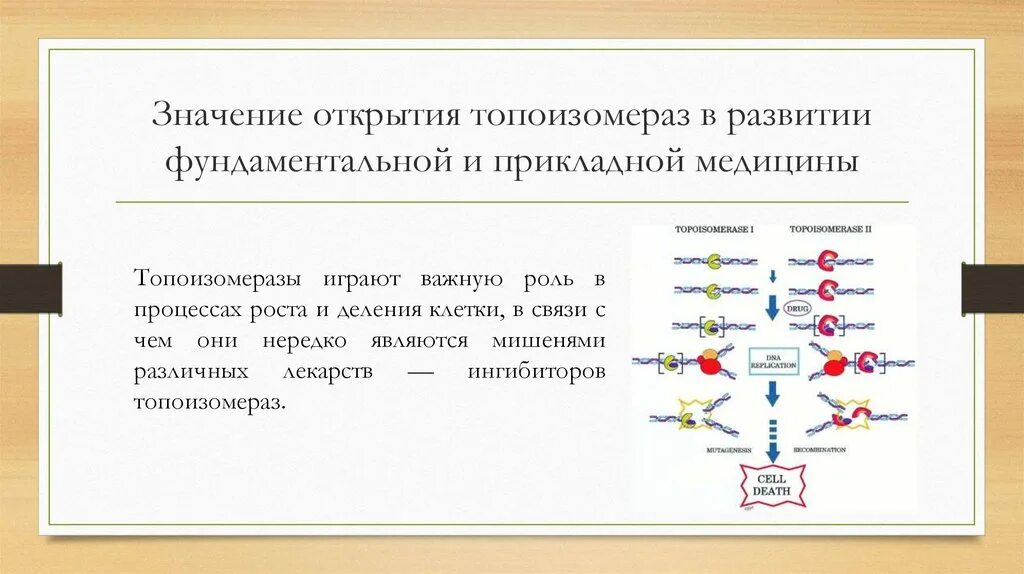 Значимость открытий. История открытия топоизомераз. Структура топоизомеразы 4. Значение топоизомераз. Препарат блокатор топоизомеразы 1.