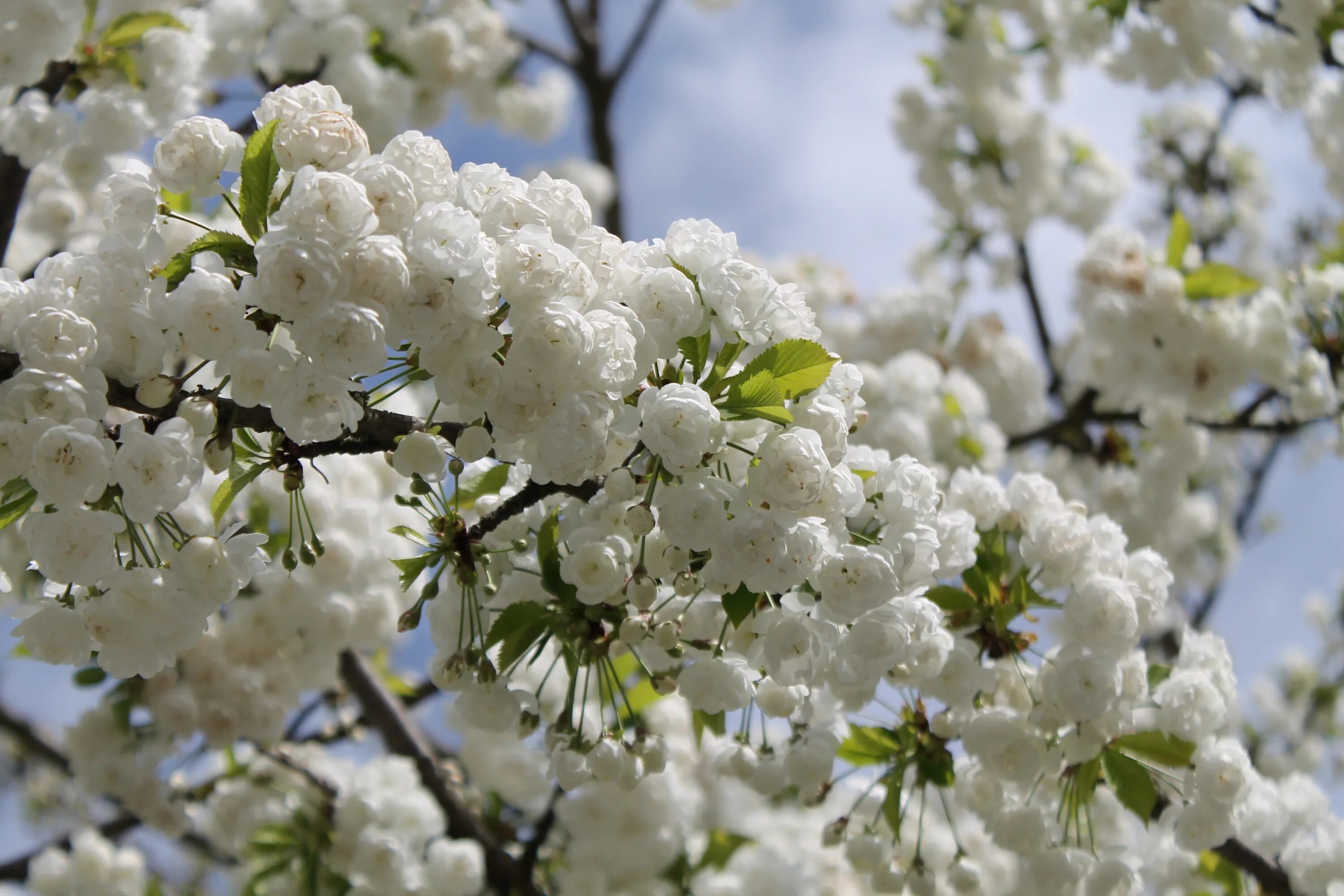 White blossoms