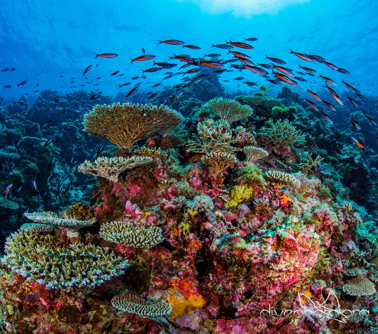 Коралловый риф отзывы. Риф Сипадан. Карибы риф. Коралловые рифы Монерон. Бразилия коралловые рифы.
