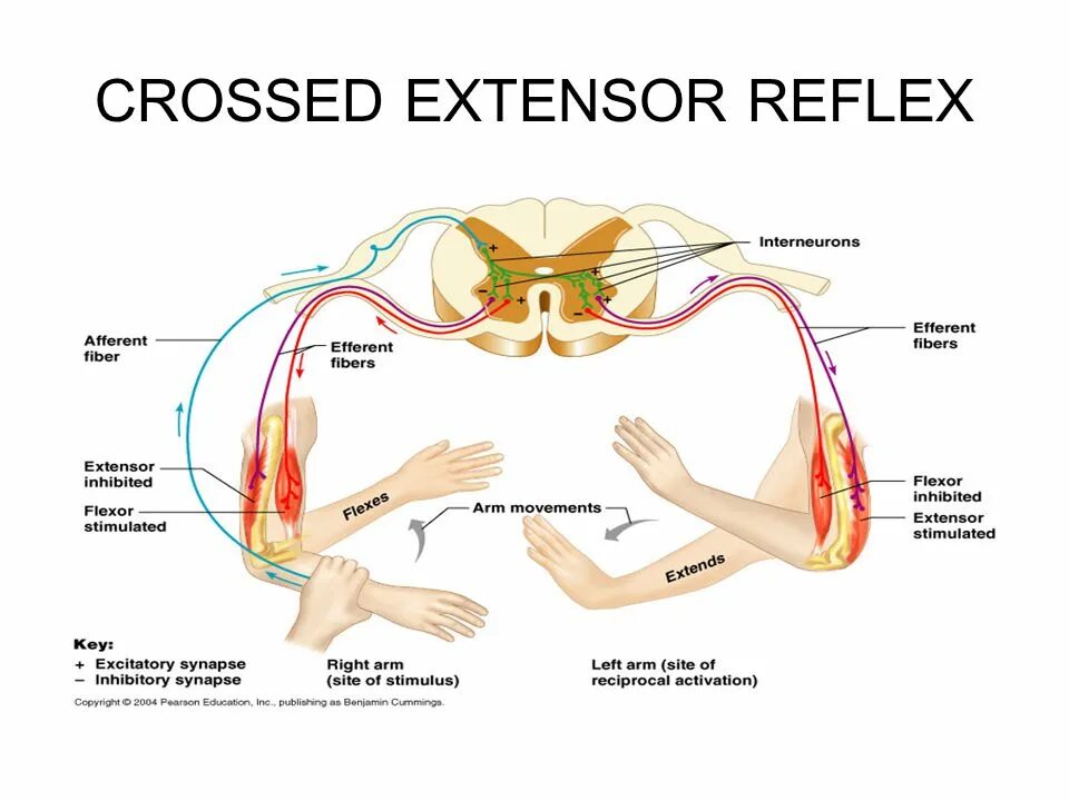 Crossed extensor Reflex. Рефлекс мышц антагонистов. Бульбокавернозный рефлекс. Шагательный рефлекс физиология.