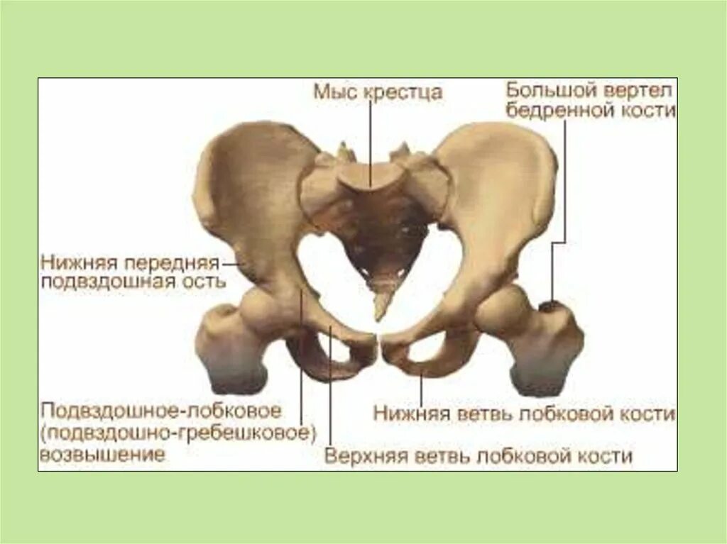 Таз анатомия бедренных костей. Кости таза и крестец. Строение крестца и таза. Таз в целом. Крестец подвздошная кость