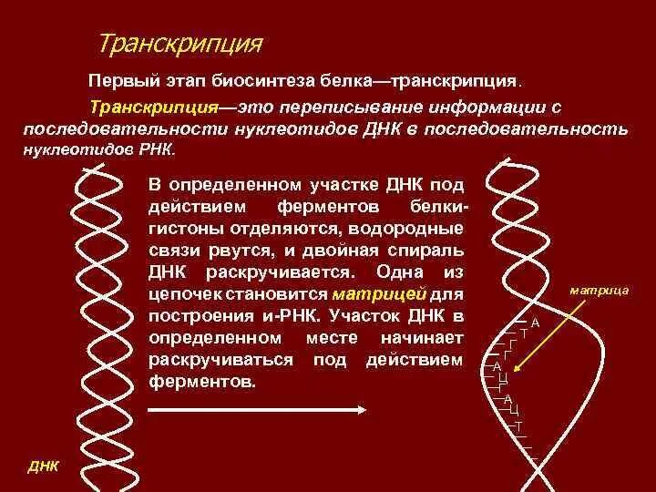 Установите последовательность этапов транскрипции присоединение. Транскрипция — первый этап биосинтеза белка. Транскрипция белка. Этапы транскрипции. 1 Этап транскрипция.