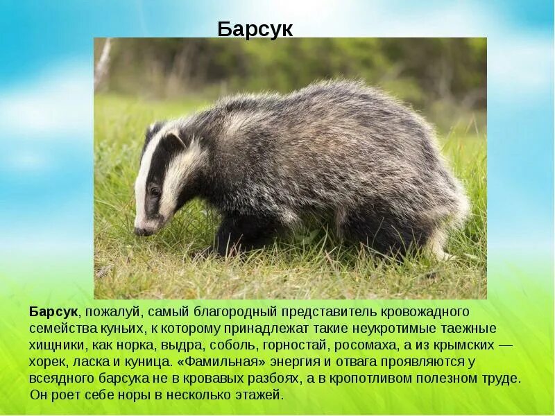 Сообщение о барсуке. Барсук красная книга краткое описание для детей 2 класса. барсук доклад. барсук описание. краткая информация о барсуке.