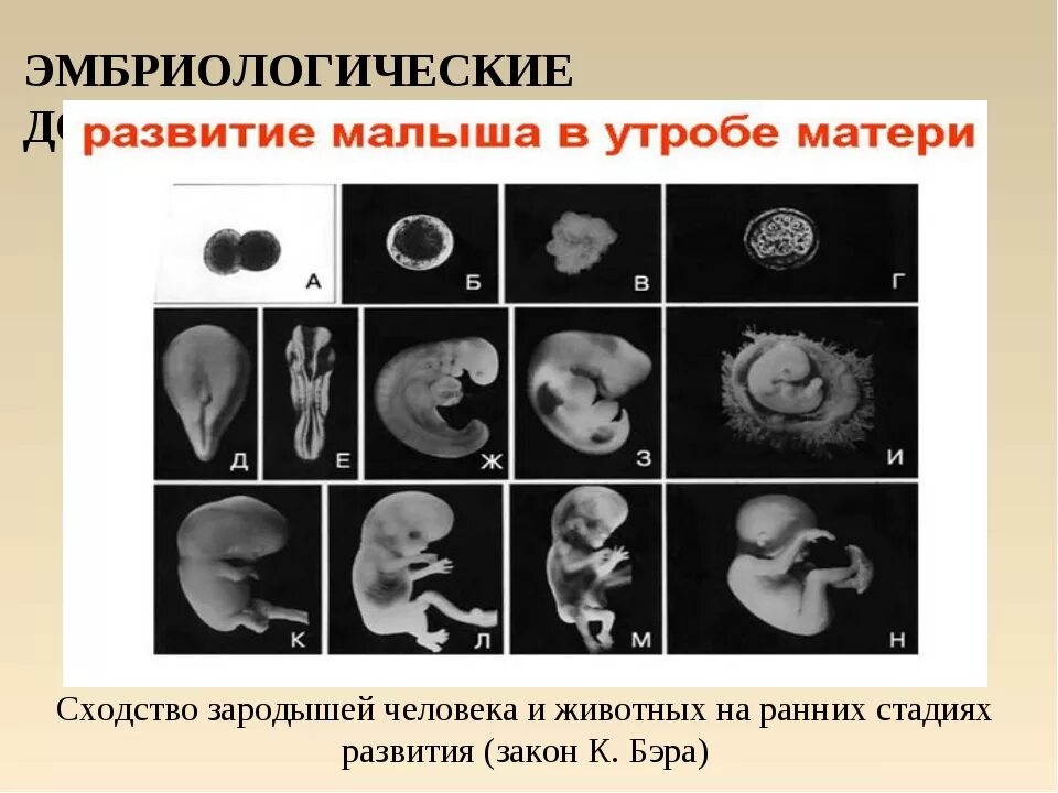 Формирование ребёнка в утробе матери. Этапы развития эмбриона человека по неделям. Стадии формирования ребенка в утробе матери.