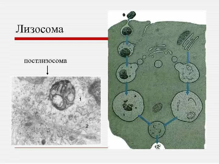 Лизосома. Лизосомы строение. Постлизосомы это. Первичная лизосома.