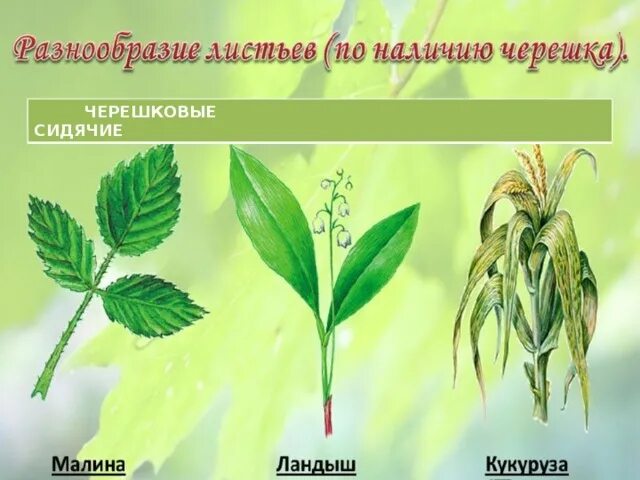 Строение листьев ландыша. Строение листьев ландыша