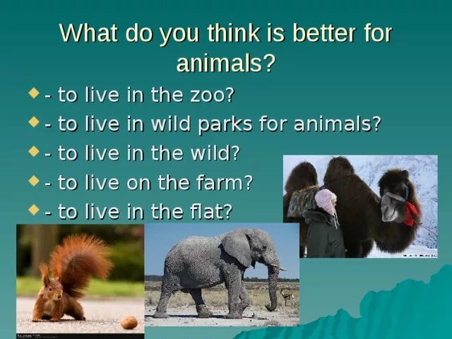 Do you like the zoo. Do you like Zoos. Как ответить на вопрос what animals do you like. What do you think about Zoos. What Wild animals Live in your Region.
